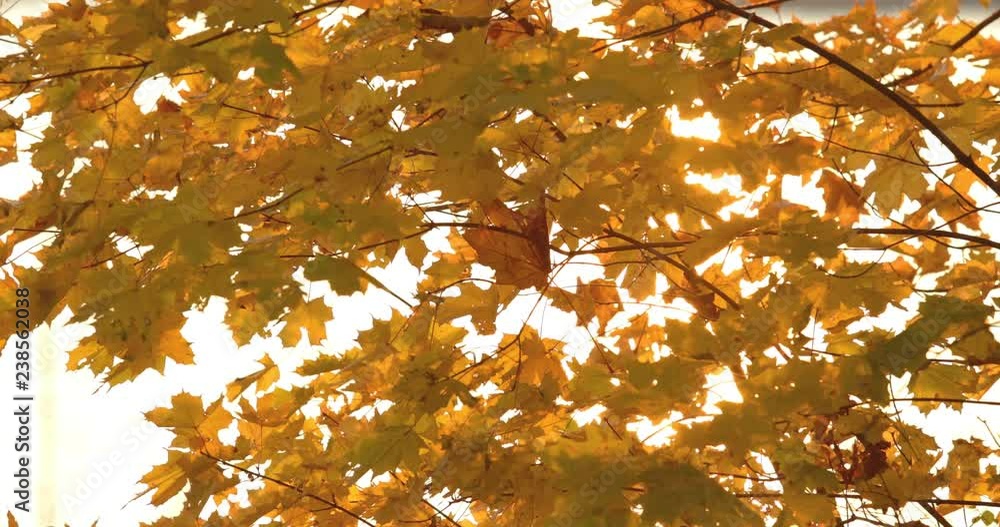 Golden autumn in park, sunny day, clear weather, reflections, Sun beams through yellow leaves, branches of trees, yellow color, Black trunks of trees Golden autumn in park, sunny day, clear weather, reflections, Sun beams through yellow leaves, branches of trees, yellow color, Black trunks of trees