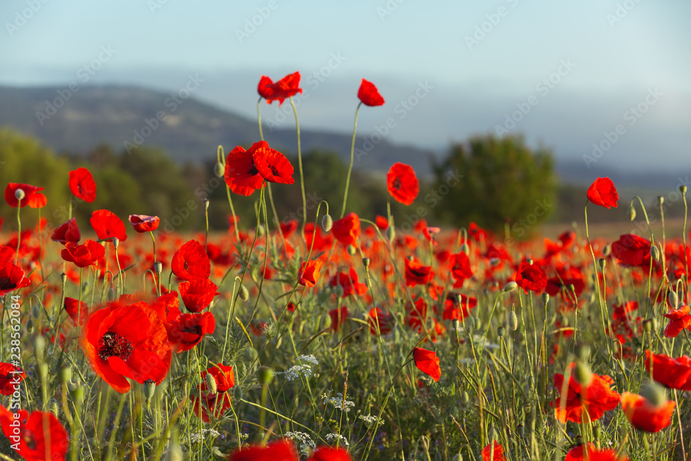 Obraz premium Pole maków