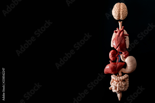 Human anatomy, organ transplant and medical science concept with a collage of human organs in anatomically correct position like brain, heart, liver, etc, isolated on black background with copy space photo