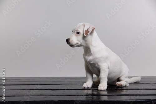Small terrier puppy in studio