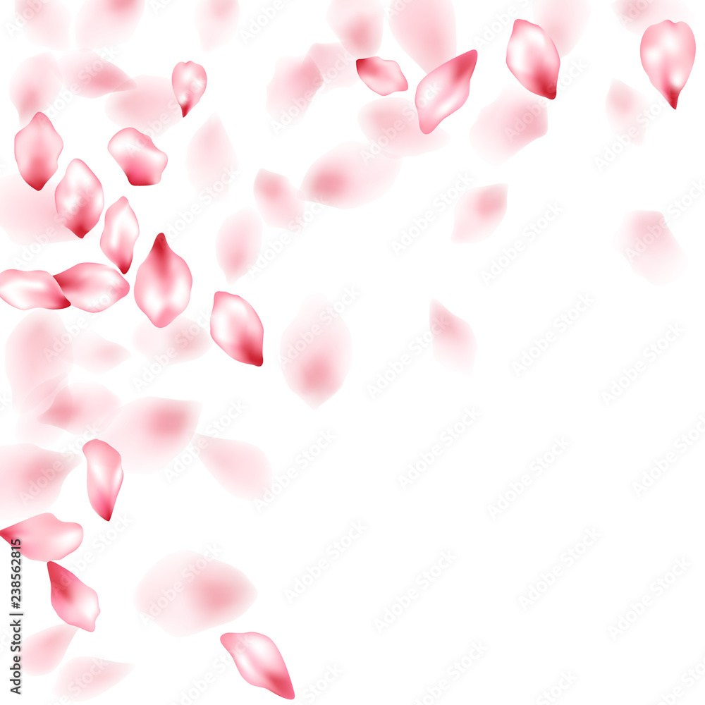 Pink sakura flower flying petals isolated