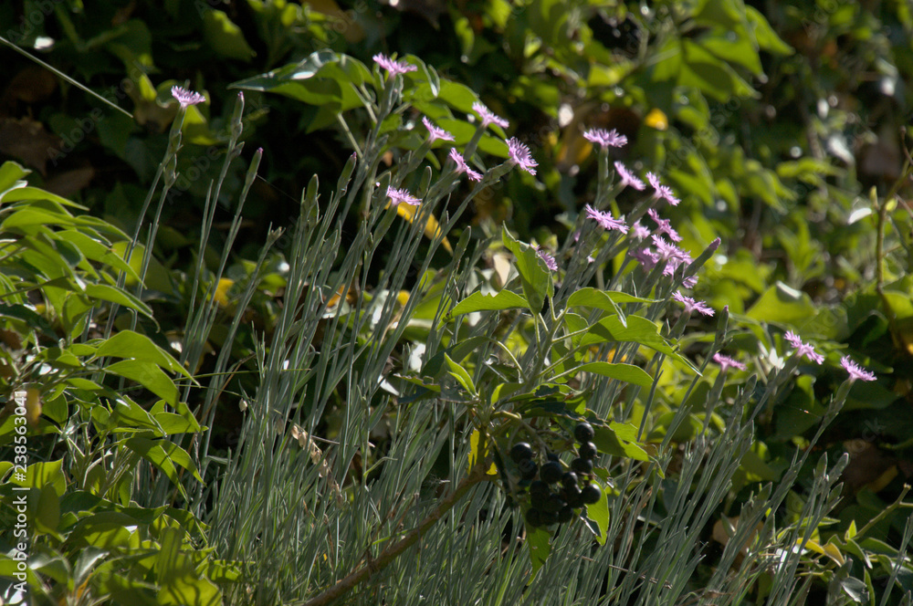 Fototapeta premium Dianthus alpinus; Alpine Pinks on rocky garden bank, Berschis