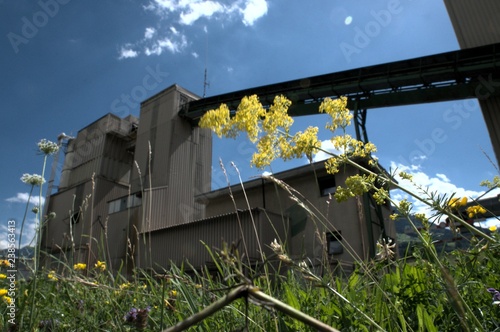 Urban weeds; yellow wildflowers before grain elevator in Flums, Swiss Alps photo