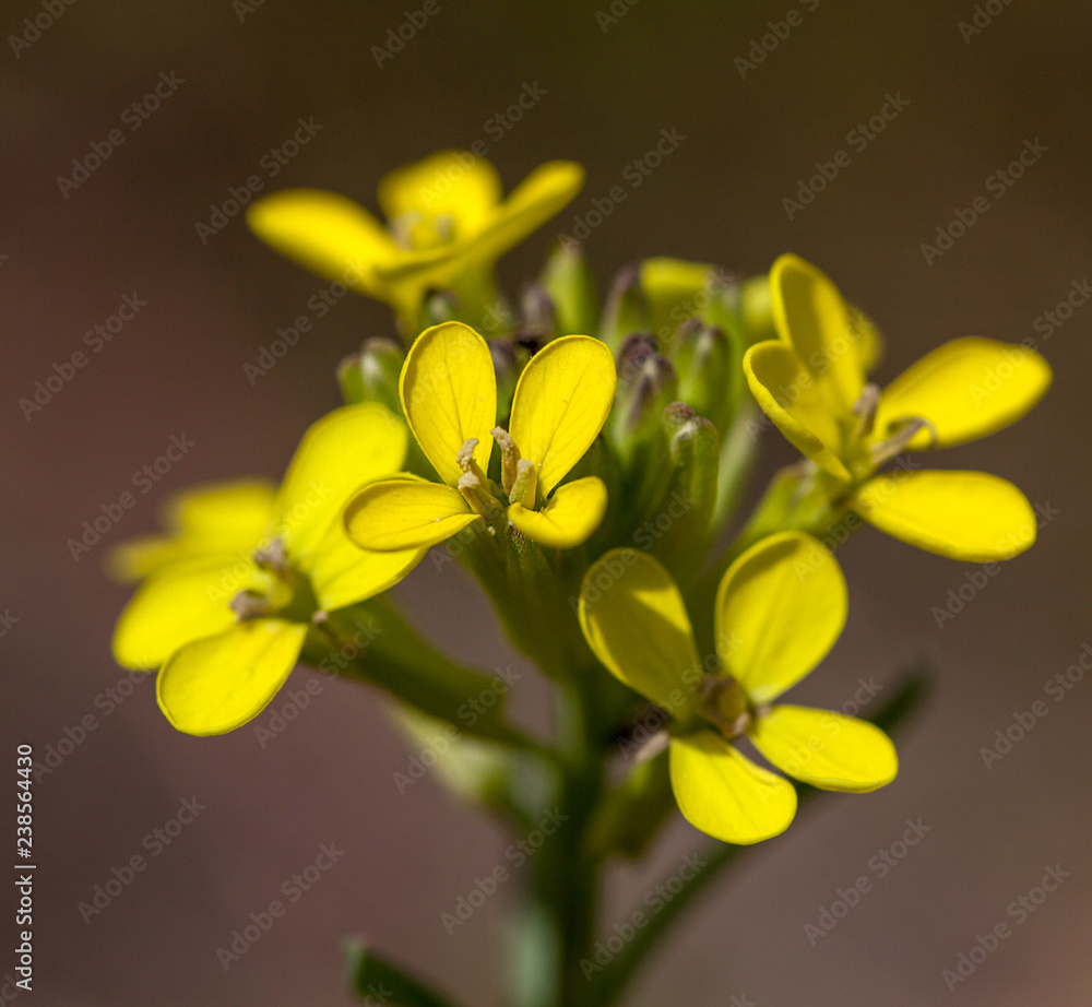 Fototapeta premium Macrophotographie fleur sauvage - Vesicaire - Alyssoides utriculata