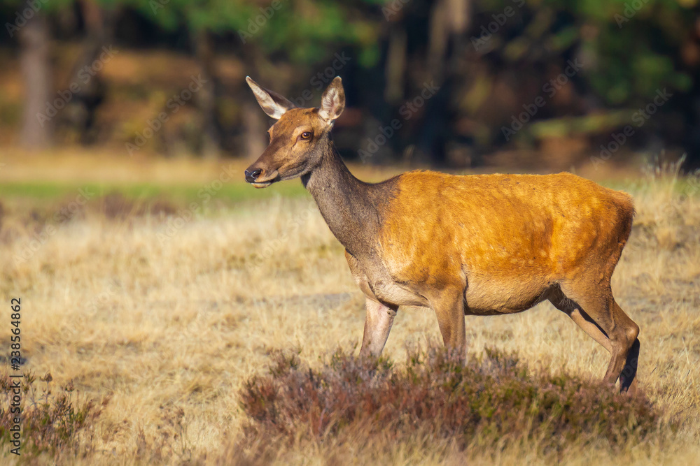 Female Red Deer doe or hind, Cervus elaphus Female Red Deer doe or hind, Cervus elaphus