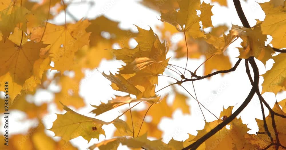 Golden autumn in park, sunny day, clear weather, reflections, Sun beams through yellow leaves, branches of trees, yellow color, Black trunks of trees Golden autumn in park, sunny day, clear weather, reflections, Sun beams through yellow leaves, branches of trees, yellow color, Black trunks of trees