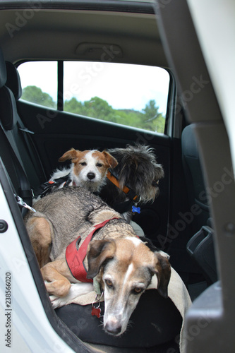 TRAVELING WITH DOGS. A JACK RUSSELL PUPPY AND TWO PUREBRED PETS SITTING ON A CAR WITH SECURITY BELTS.