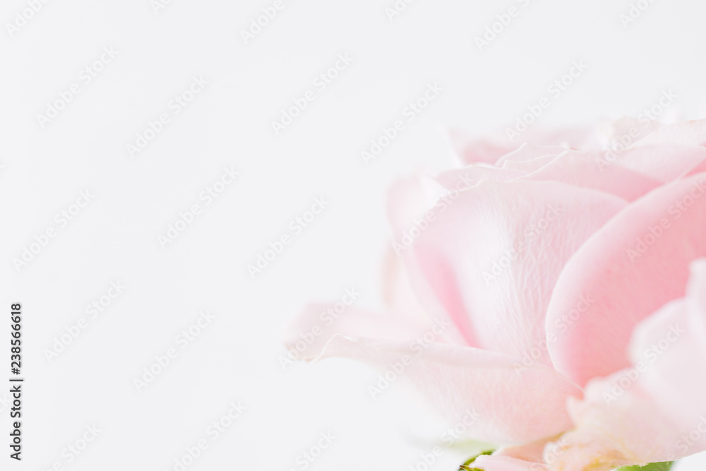 Blurred delicate petals