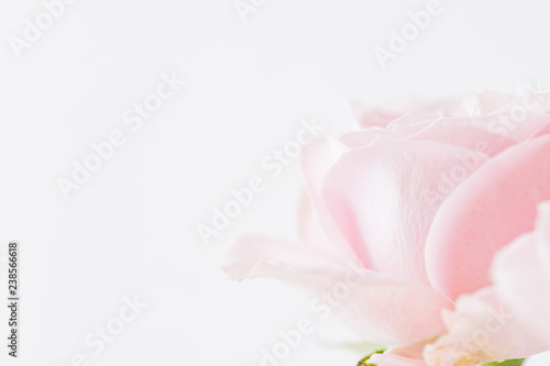 Blurred delicate petals