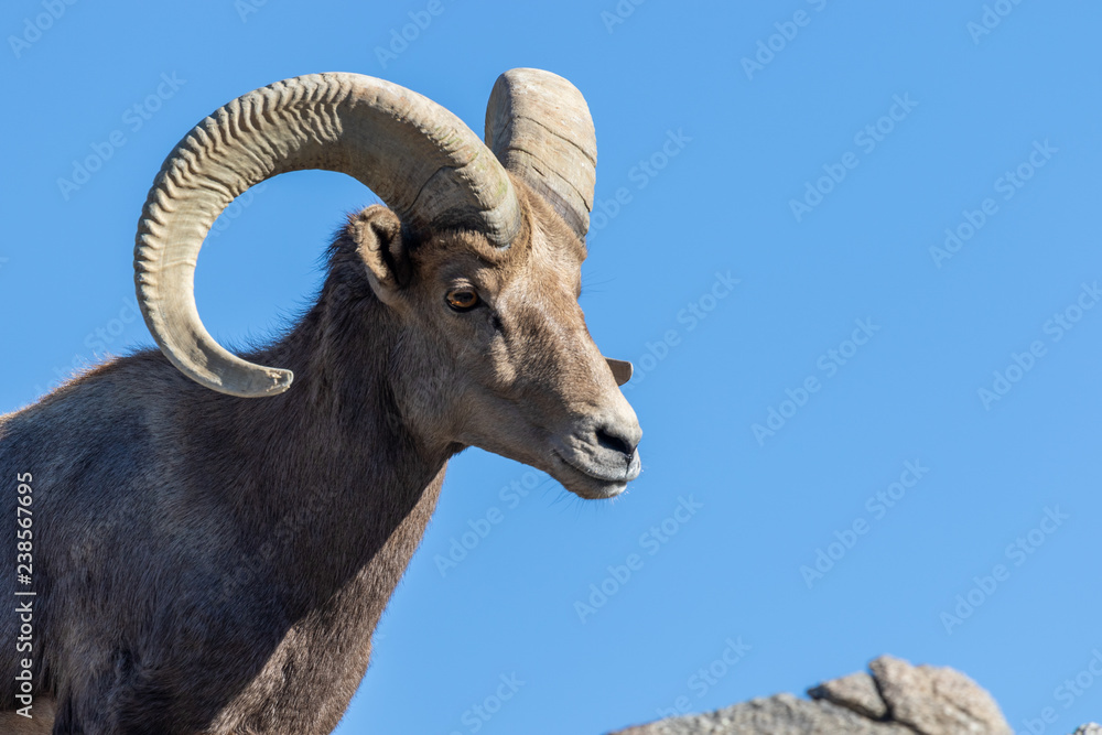 Desert Bighorn Sheep Ram Desert Bighorn Sheep Ram