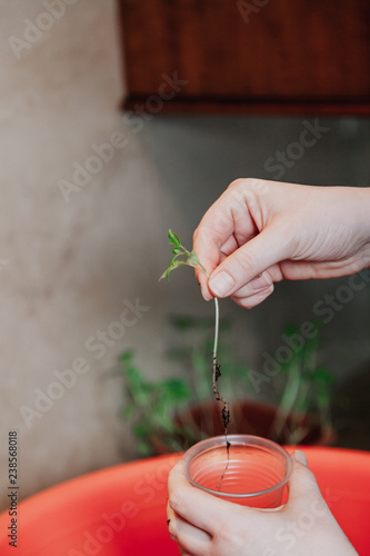 Hands plant tomato sprout in plastic container