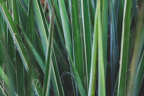 Abstract floral green background