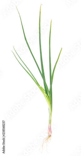 onion spring isolated on white background