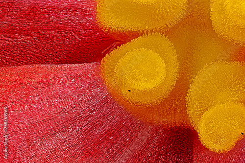 Tableau sur toile begonia_flower_boise_idaho_yellow_center