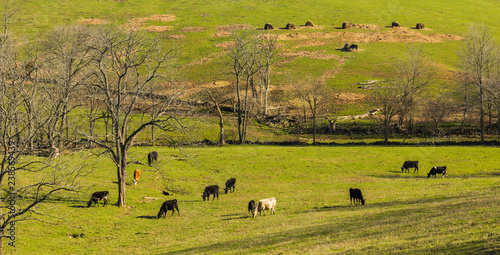 Cows Grazing