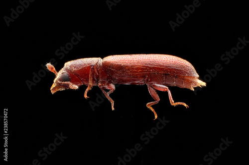 Bostrichidae, Lyctinae