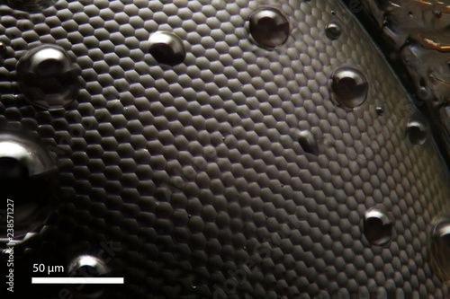 Bumble Bee Eye w/ moisture and Characteristics, Collected in Coventry CT
