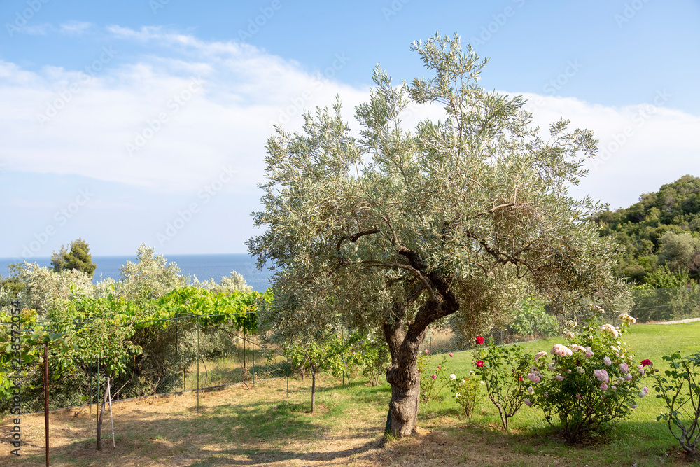 Obraz premium An olive tree grows in a courtyard in Skopelos Island, Greece.