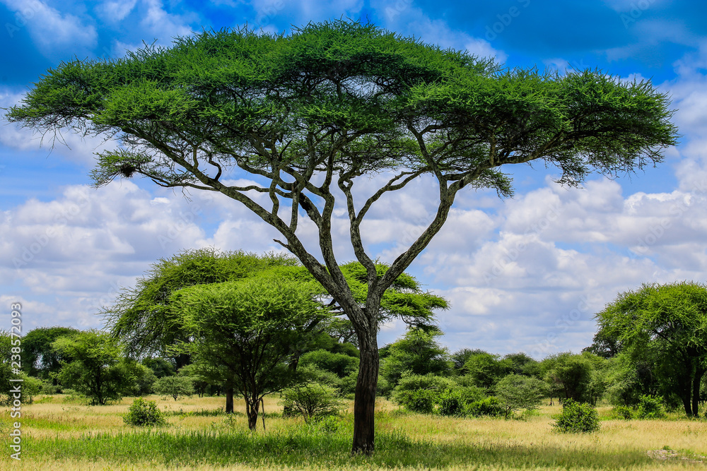large bright tree in an African field large bright tree in an African field