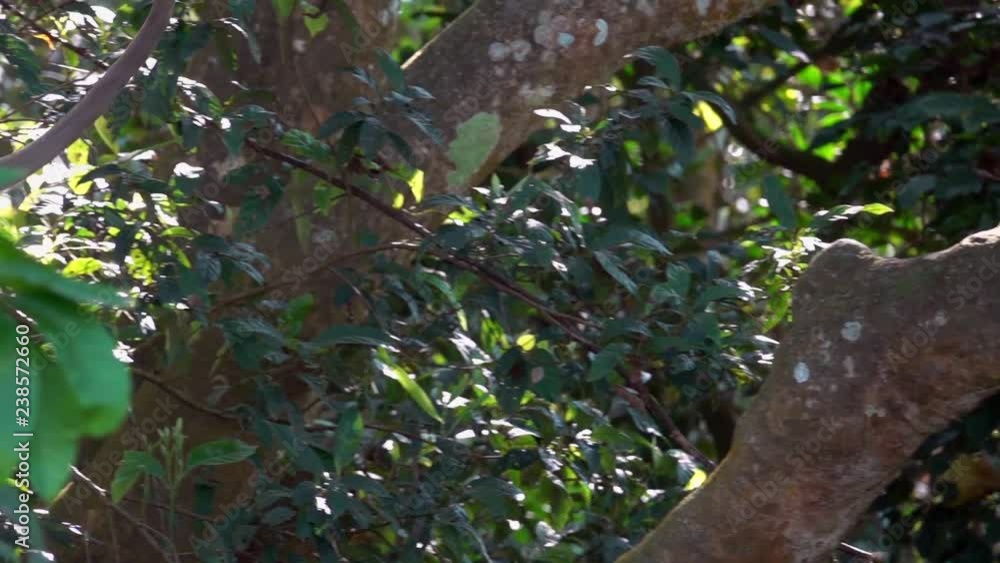 Gray Langur or Hanuman Langurs (Semnopithecus schistaceus) Sitting on Tree Branch Gray Langur or Hanuman Langurs (Semnopithecus schistaceus) Sitting on Tree Branch