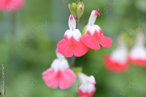 Hot lips (Cherry sage) photo