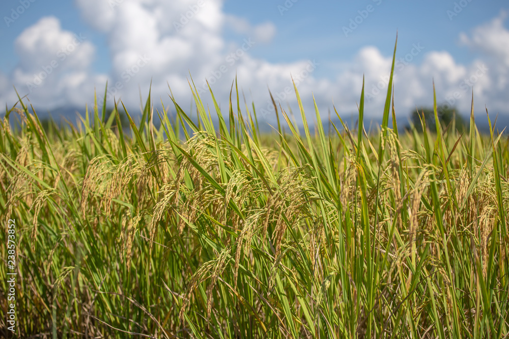 close up of yellow green rice field