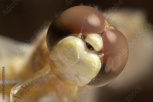 close-up of dragonfly, eyes and mouth © JAH