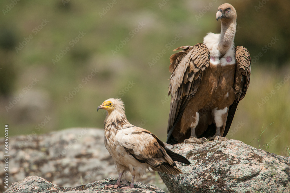 Fototapeta premium Griffon Vulture (Gyps fulvus) Egyptian Vulture (Neophron percnopterus), carrion birds, Spain