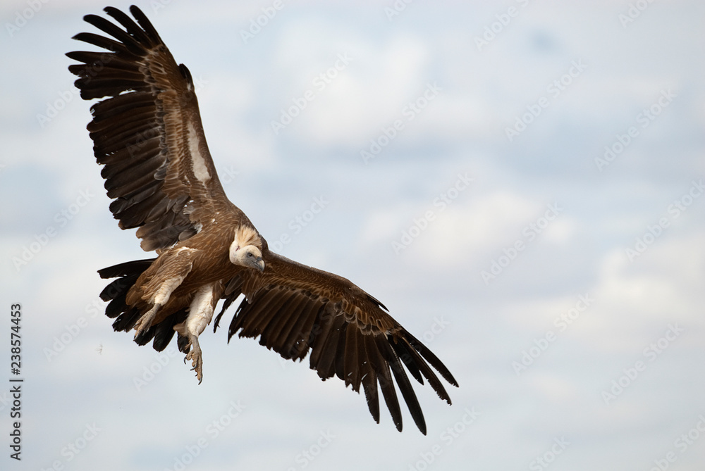 Fototapeta premium Griffon Vulture (Gyps fulvus) flying in central, clouds and blue sky