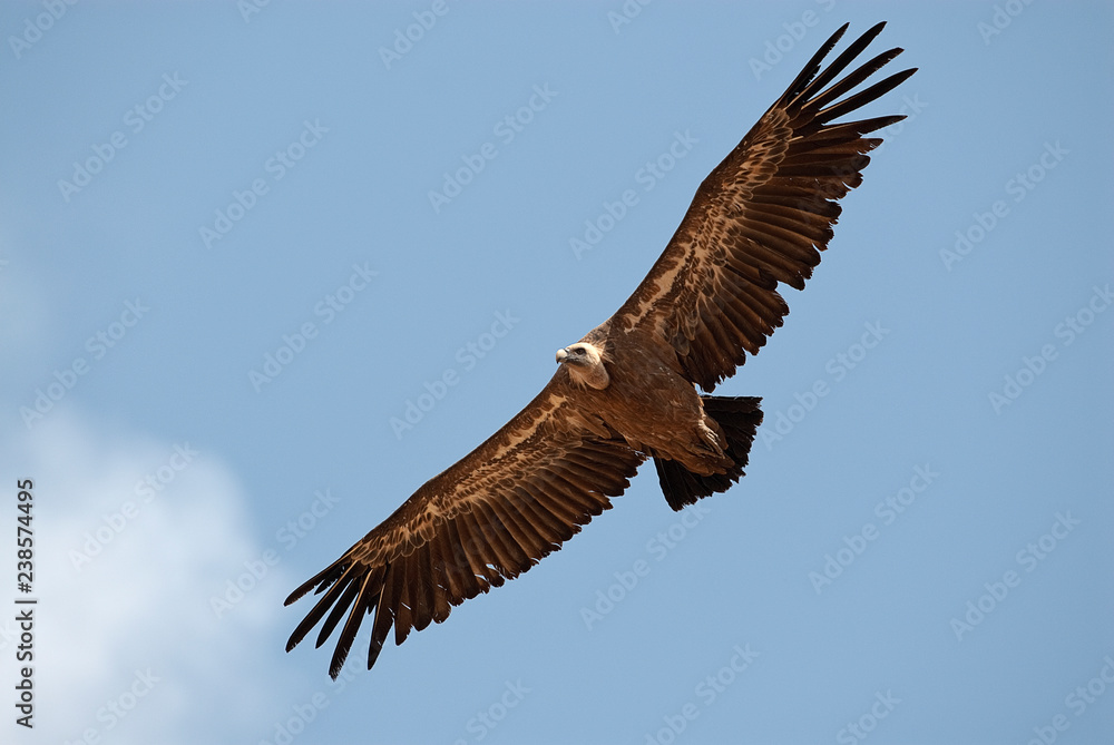 Fototapeta premium Griffon Vulture (Gyps fulvus) flying in central, clouds and blue sky