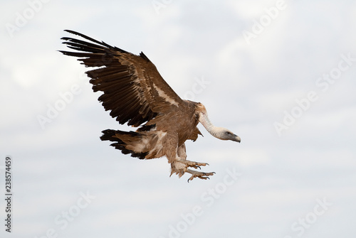 Griffon Vulture  Gyps fulvus  flying in central  clouds and blue sky