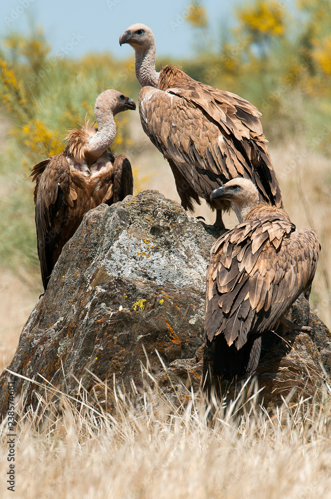 Fototapeta premium Griffon Vulture (Gyps fulvus) Group perched on rocks