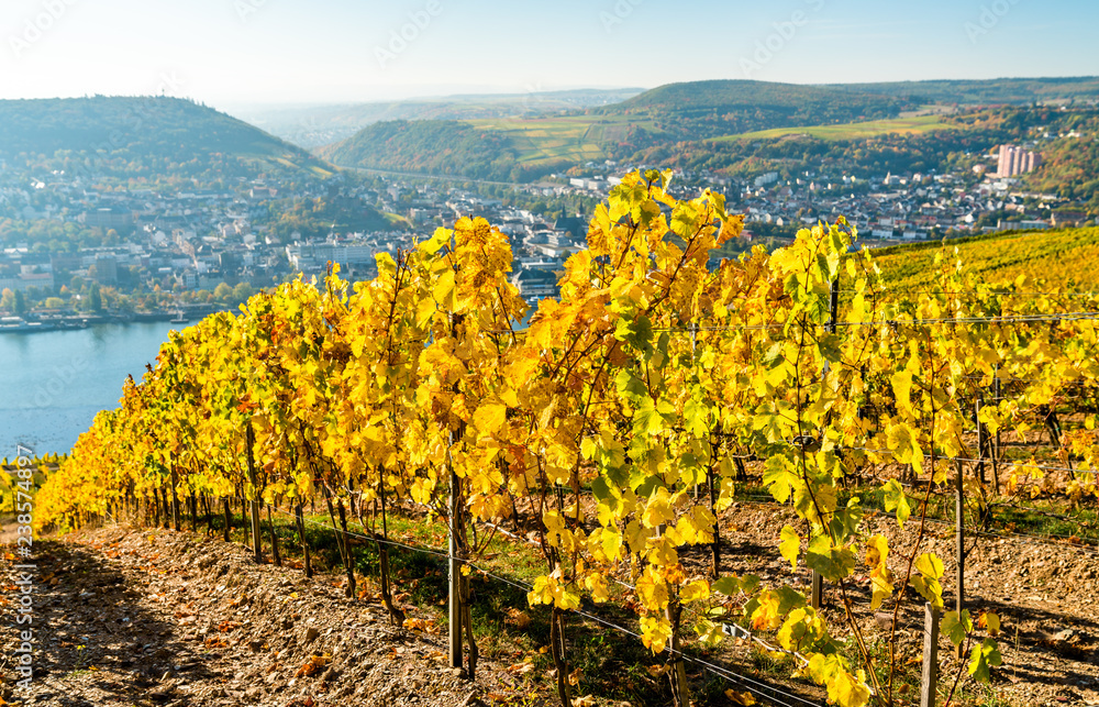 Vineyards of Rudesheim in the Rhine Gorge in Germany
