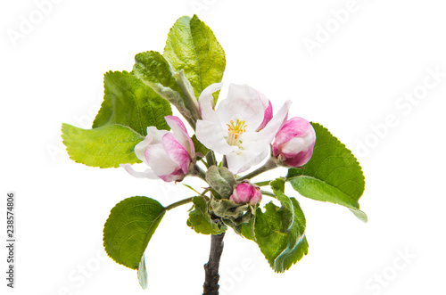 apple flowers isolated