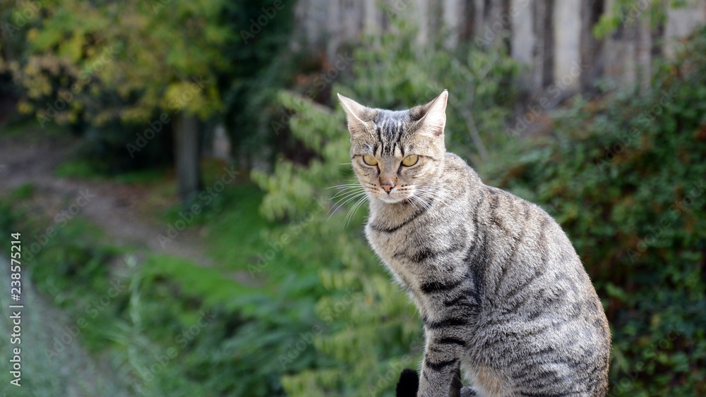 Gato común europeo, gato romano foto de Stock | Adobe Stock