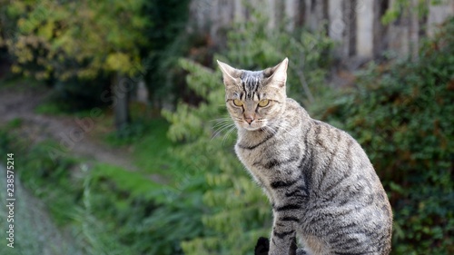 Gato com  n europeo  gato romano