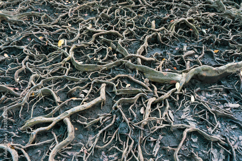 The roots of a large tree that grows bigger. The concept of growth