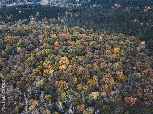 Drone images of fall colors in the southeastern united states with multiple types of foliage.