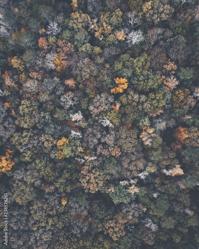 Drone images of fall colors in the southeastern united states with multiple types of foliage.