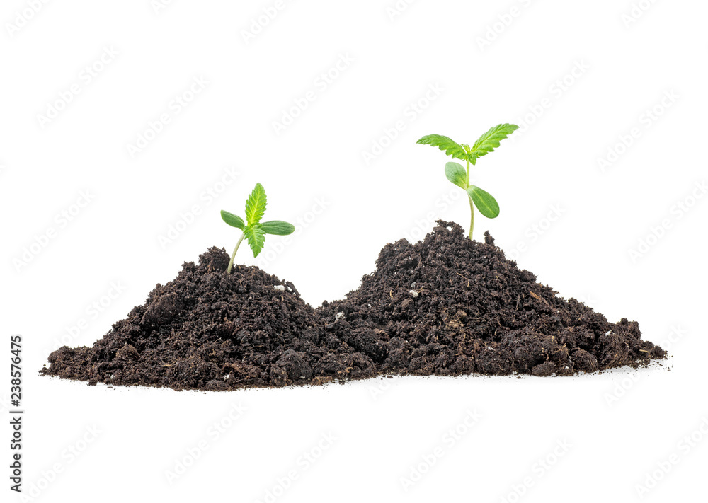 Two young plant with humus isolated on white background Two young plant with humus isolated on white background