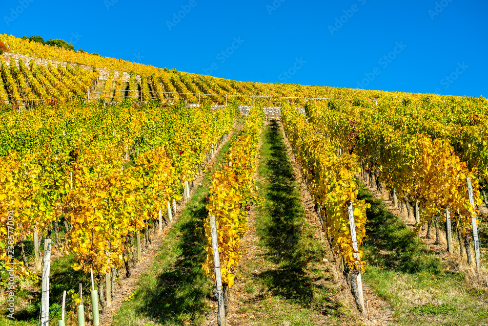 Rheingau vineyards at Assmannshausen in the Upper Middle Rhine Valley, Germany