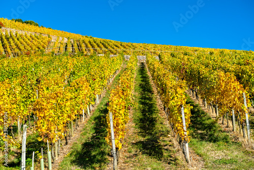 Rheingau vineyards at Assmannshausen in the Upper Middle Rhine Valley  Germany