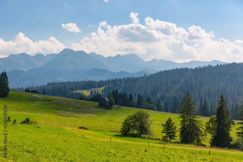 green mountain pasture in Tatras