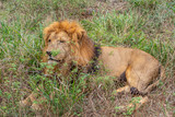 Löwe liegt gemütlich im Gras und ruht sich aus