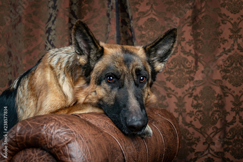 German Shepherd sitting on a leather chair. How to teach a dog to order. Pet spoils the furniture, tears up the chair (upholstery), shits.