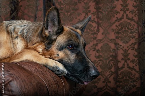 German Shepherd sitting on a leather chair. How to teach a dog to order. Pet spoils the furniture, tears up the chair (upholstery), shits.