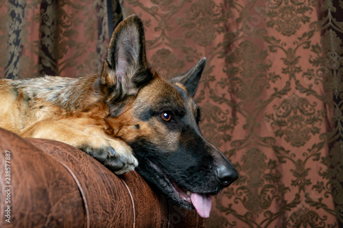 German Shepherd sitting on a leather chair. How to teach a dog to order. Pet spoils the furniture, tears up the chair (upholstery), shits.