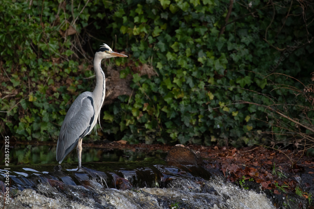 grey heron besides a small waterfall, walking, hunting, fishing during a winter afternoon in scotland. grey heron besides a small waterfall, walking, hunting, fishing during a winter afternoon in scotland.