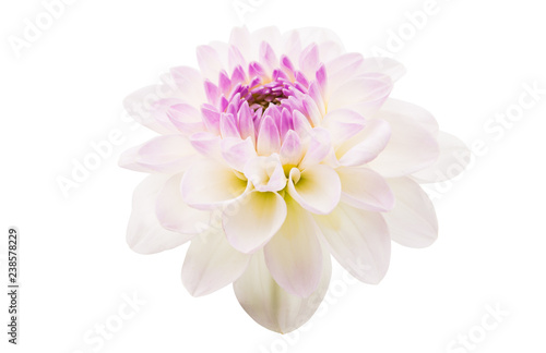 white chrysanthemum isolated