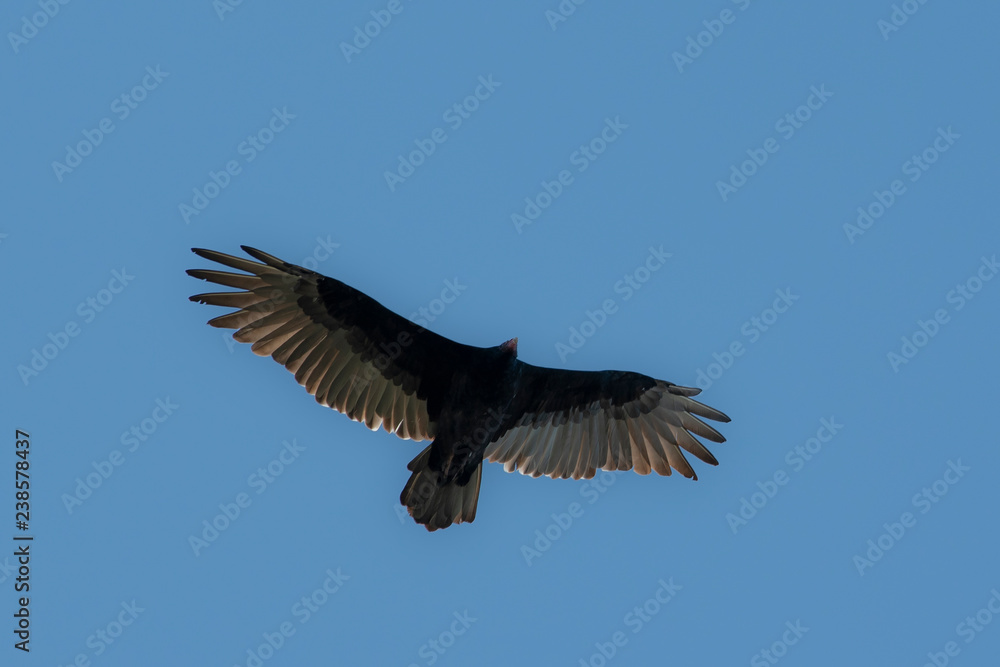 Fototapeta premium turkey vulture in flight